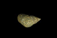 藏品(粗紋玉黍螺)的圖片